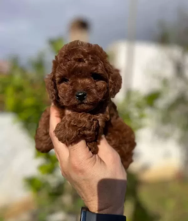 Kore Tarçın Renk Toy Poodle Bebeklerim