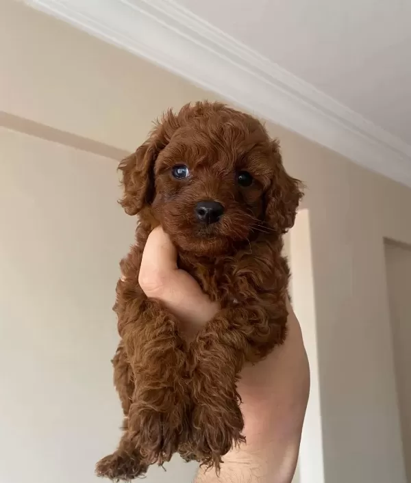 Kore Tarçın Renk Toy Poodle Bebeklerim