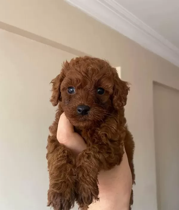 Sağlık Ve Irk Garantili Toy Poodle Yavrularım