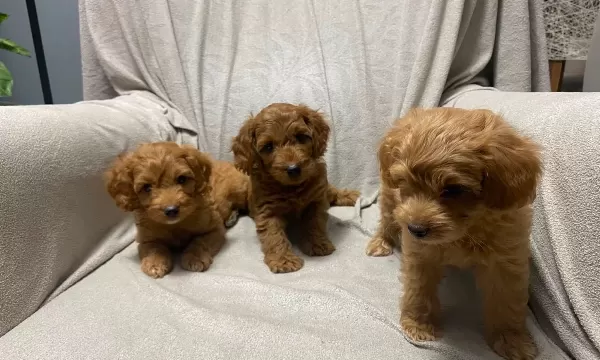Toy Poodle Bebeklerimiz