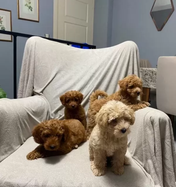 Toy Poodle Bebeklerimiz