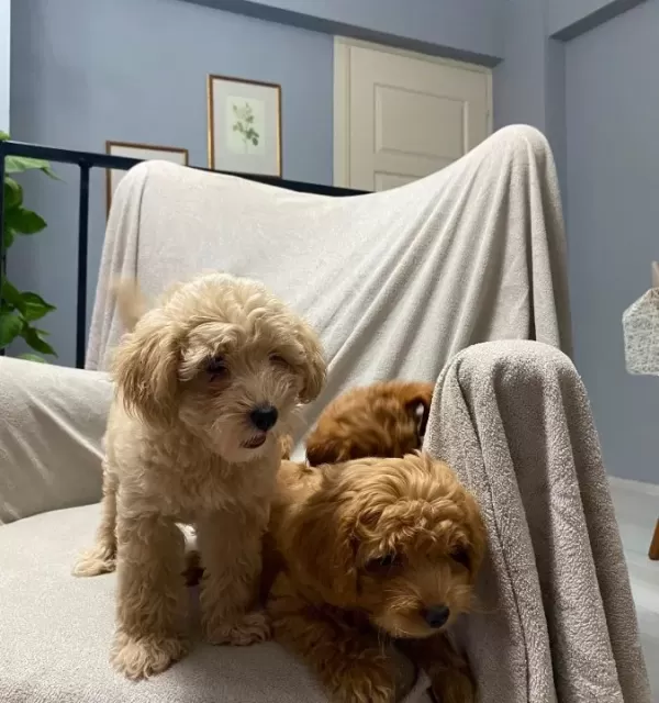 Toy Poodle Bebeklerimiz