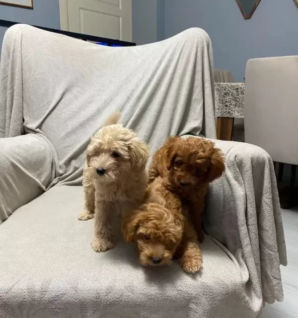 Toy Poodle Bebeklerimiz
