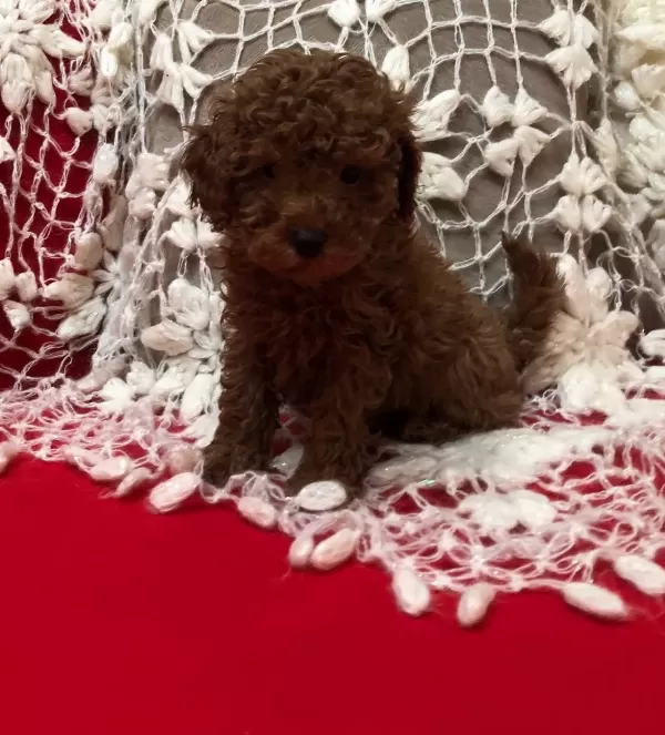 Sevimli Şeker Gibi Toy Poodle Yavrularımız