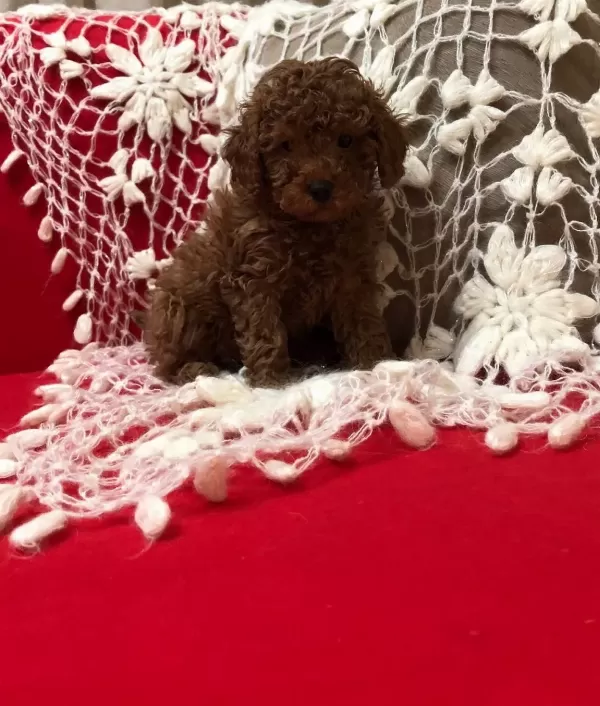 Sevimli Şeker Gibi Toy Poodle Yavrularımız
