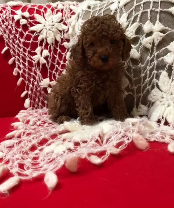 Sevimli Şeker Gibi Toy Poodle Yavrularımız