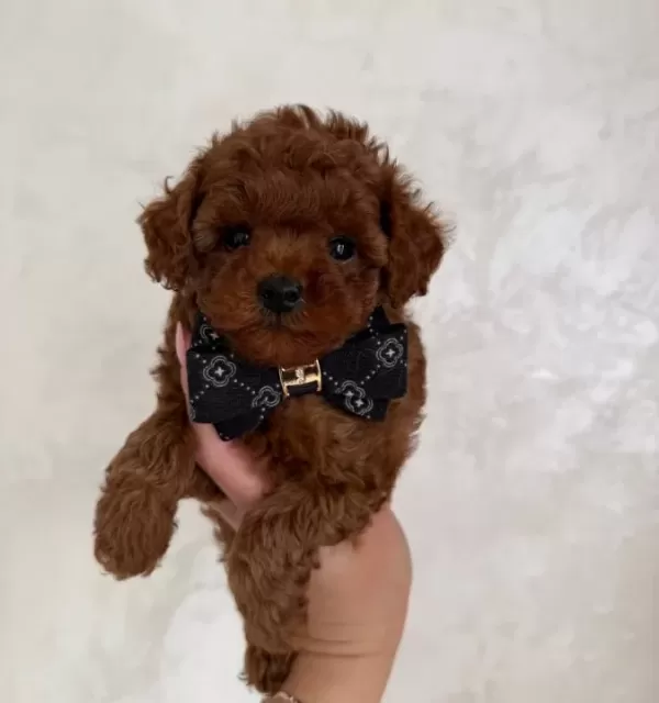 Toy Poodle Sevi Mli Yavrular Ev Üreti Mi