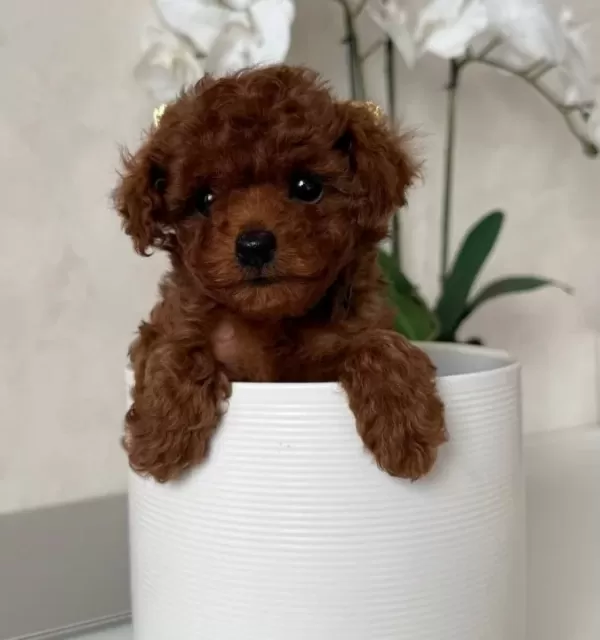 Toy Poodle Sevi Mli Yavrular Ev Üreti Mi