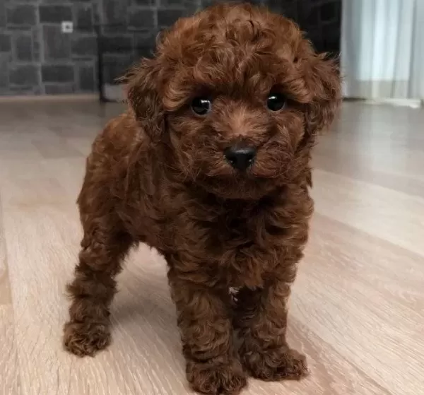 Poodle Safkan Teacup En Küçük Boy Red