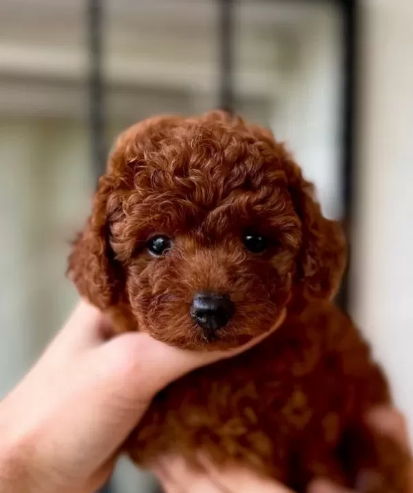 Poodle Safkan Teacup En Küçük Boy Red