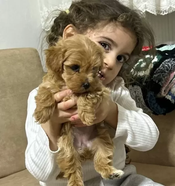Minnak Toypoodle Minnak Minnak