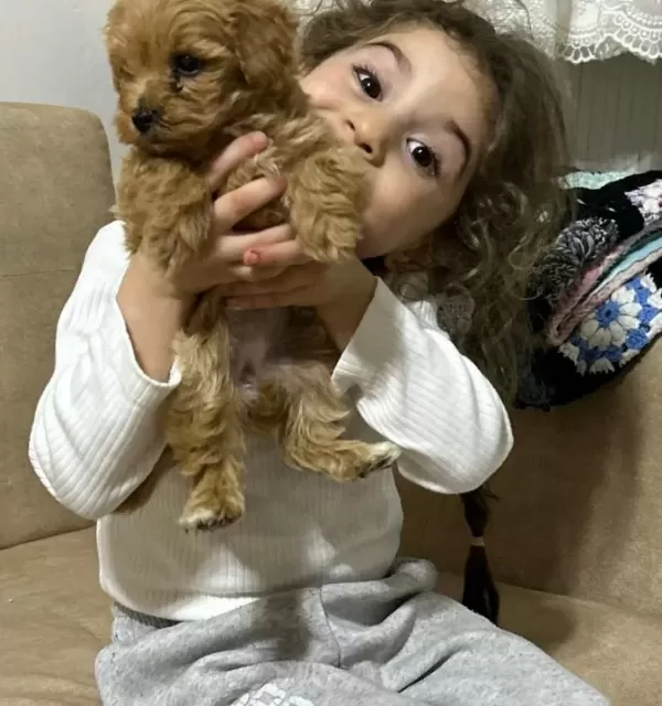 Minnak Toypoodle Minnak Minnak