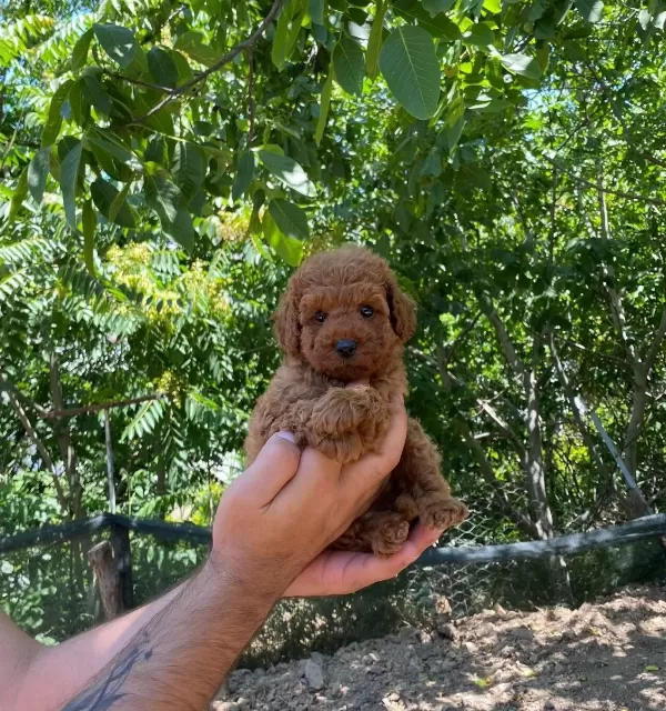 Toy Poodle Yavrular Irk Ve Saglik Garantili