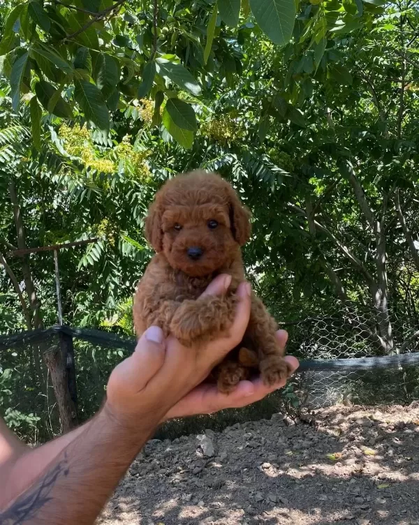 Toy Poodle Yavrular Irk Ve Saglik Garantili