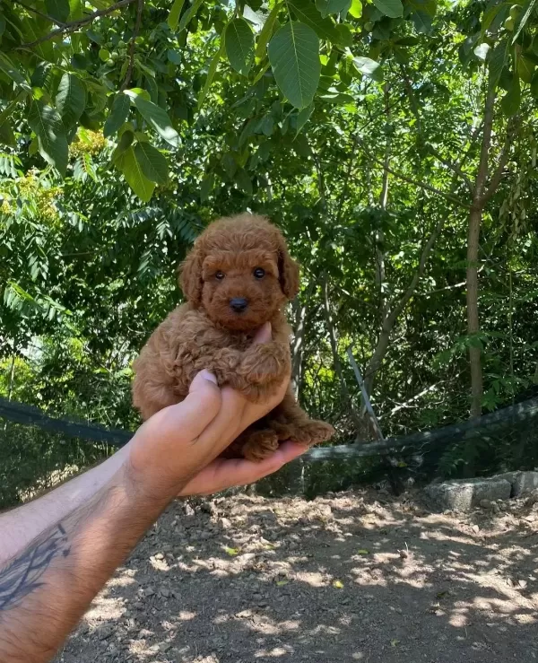 Toy Poodle Yavrular Irk Ve Saglik Garantili
