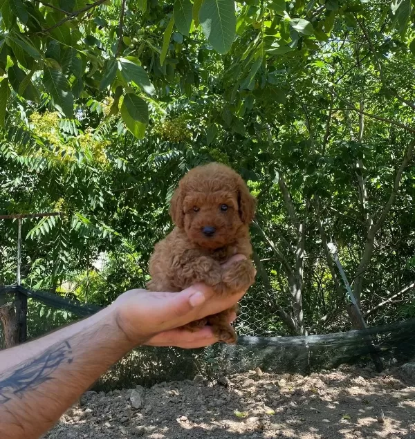 Toy Poodle Yavrular Irk Ve Saglik Garantili