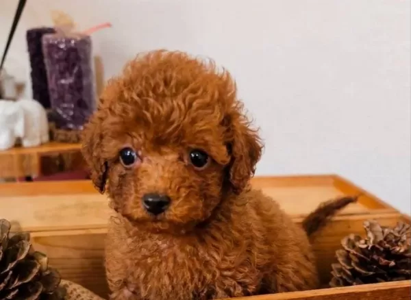 Toy Poodle Sevi Mli Yavrular