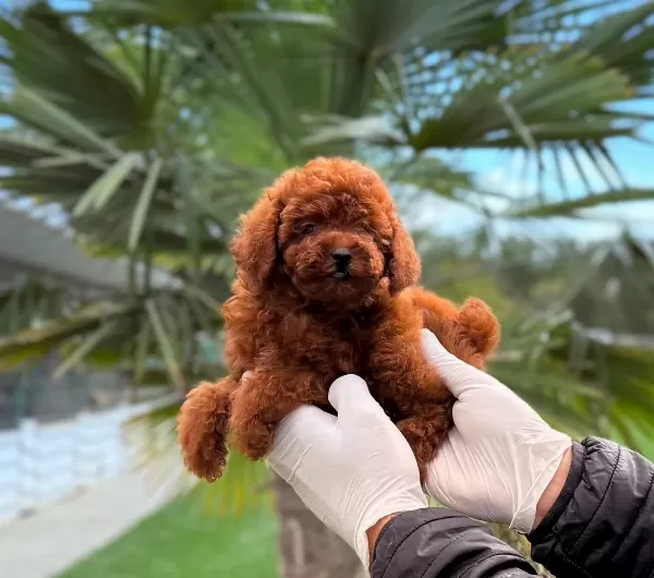 Kore Poodle Yavrum