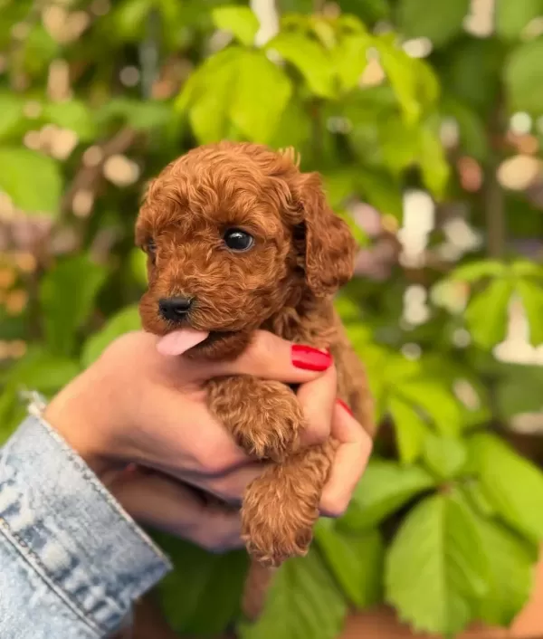 Eşsiz Güzellikteki Toy Poodle Bebeklerim