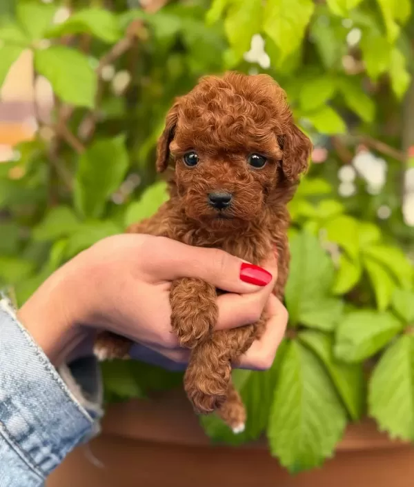 Eşsiz Güzellikteki Toy Poodle Bebeklerim