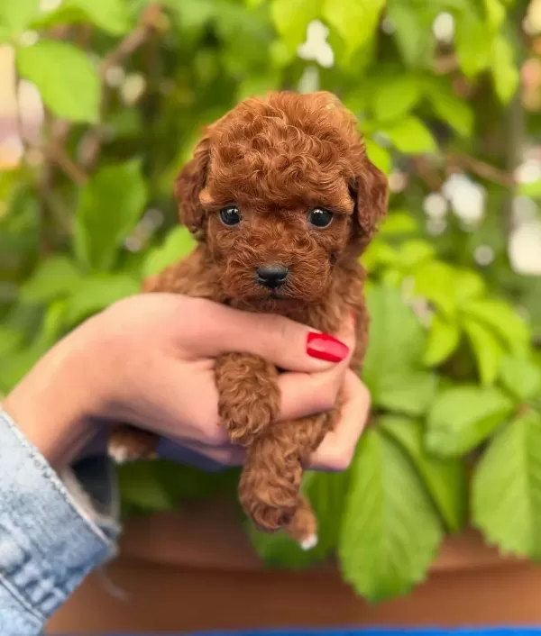 Eşsiz Güzellikteki Toy Poodle Bebeklerim