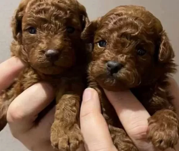 Poodle Akademi