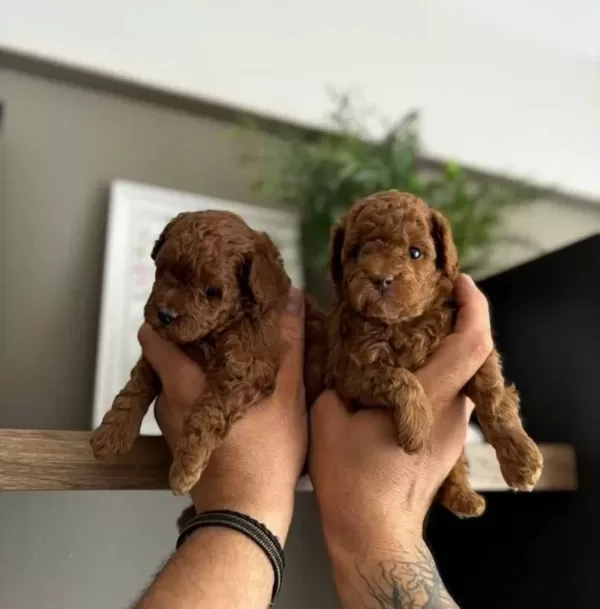 Poodle Akademi