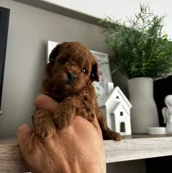 Poodle Akademi