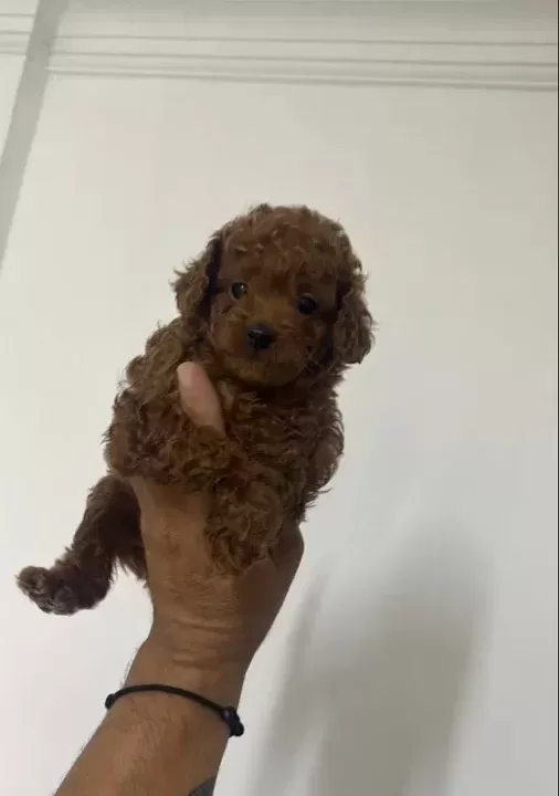 Poodle Akademi