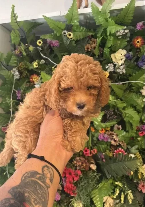 Poodle Akademi