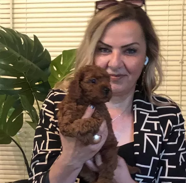 Microchip Li Pasaport Lu Harika Toy Poodle Yavrularımız
