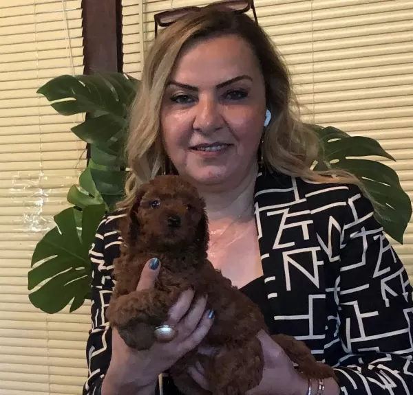 Microchip Li Pasaport Lu Harika Toy Poodle Yavrularımız