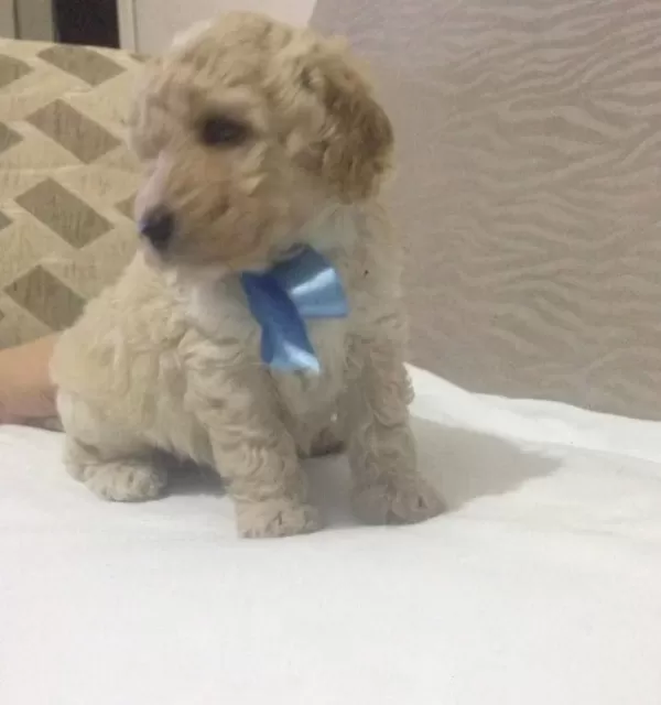 Irk Garantili Safkan Apricot Poodle