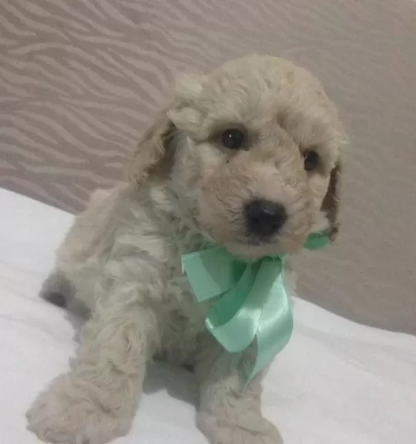 Irk Garantili Safkan Apricot Poodle