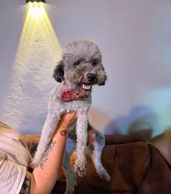 Silver Poodle Çift Olarak Verilecektir