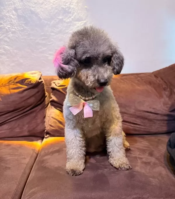 Silver Poodle Çift Olarak Verilecektir