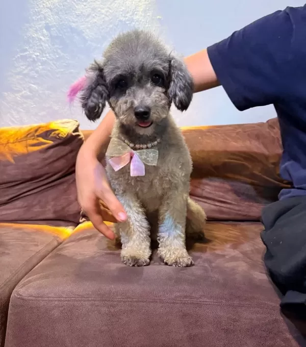 Silver Poodle Çift Olarak Verilecektir