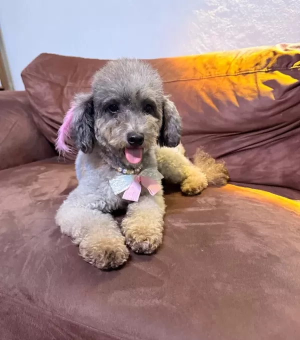 Silver Poodle Çift Olarak Verilecektir