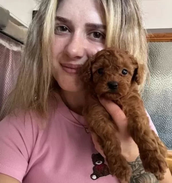 Safkan Toy Poodle Yavrular