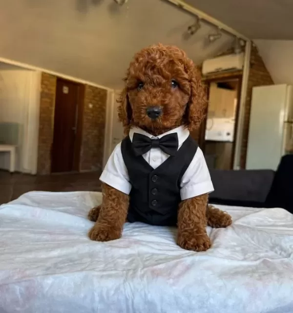Toy Poodle Yavrularımız