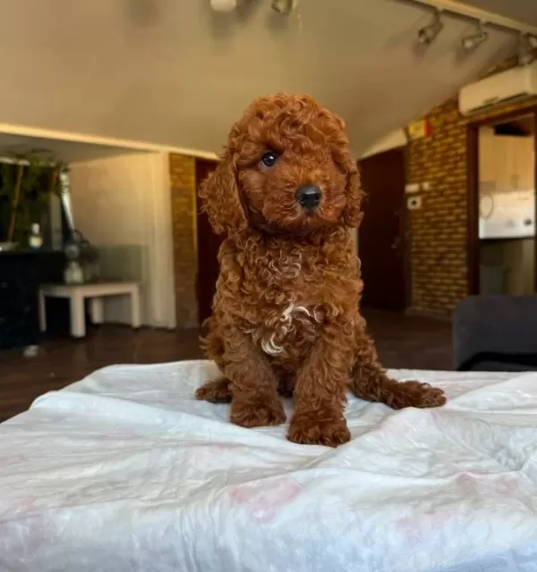 Toy Poodle Yavrularımız