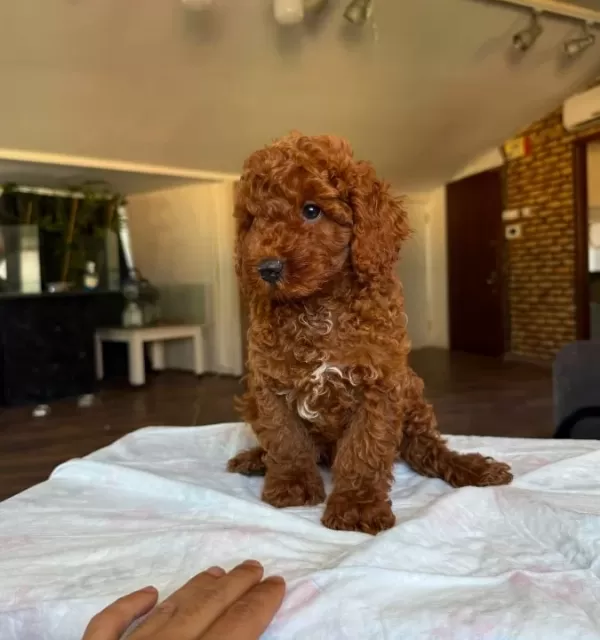 Toy Poodle Yavrularımız