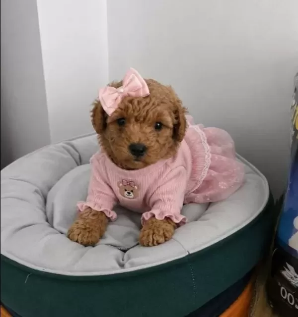 A Kalite Oyuncak Surat Poodle Bebeklerim
