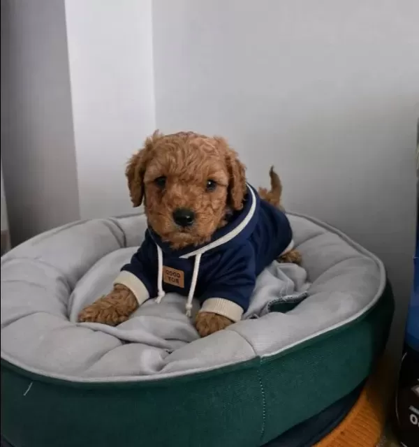 A Kalite Oyuncak Surat Poodle Bebeklerim