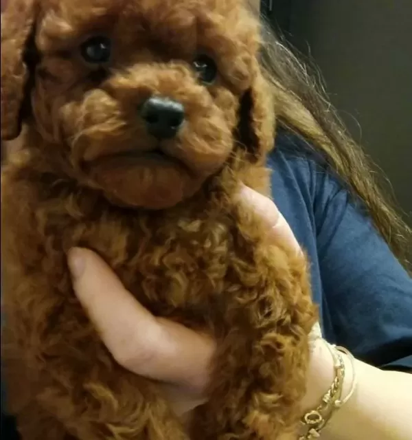 A Kalite Oyuncak Surat Poodle Bebeklerim