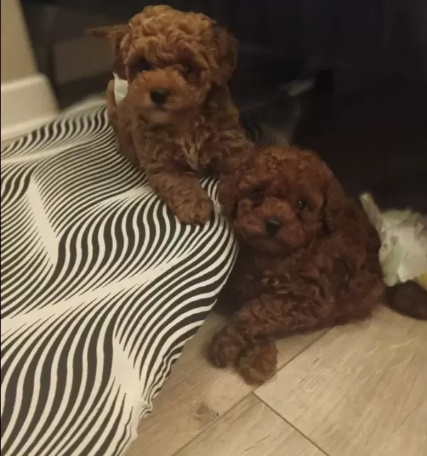 A Kalite Oyuncak Surat Poodle Bebeklerim