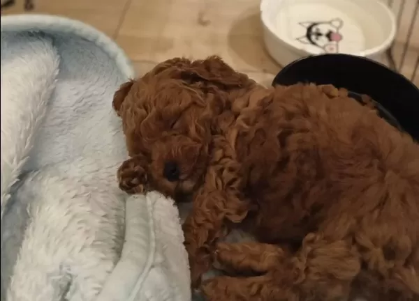 A Kalite Oyuncak Surat Poodle Bebeklerim