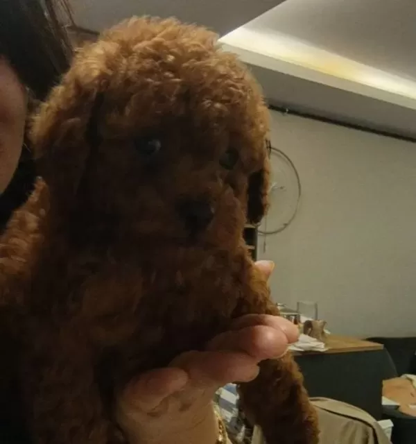 Korekan Mini Boy Bebek Yüz Toy Poodle