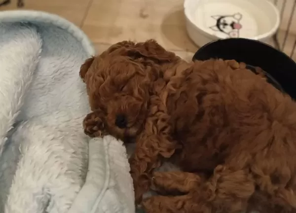 Korekan Mini Boy Bebek Yüz Toy Poodle