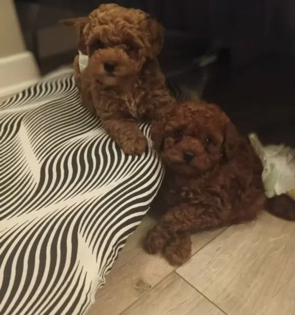 Korekan Mini Boy Bebek Yüz Toy Poodle